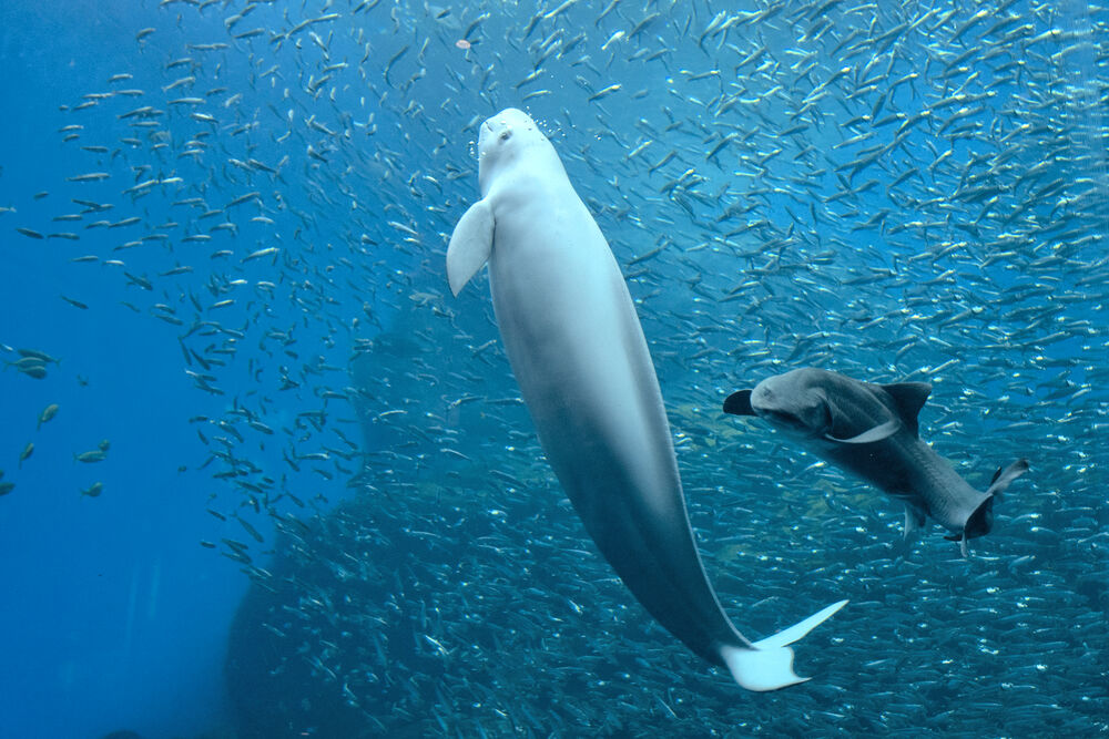 ドチザメ（右）と仲良く泳ぐスナメリ
