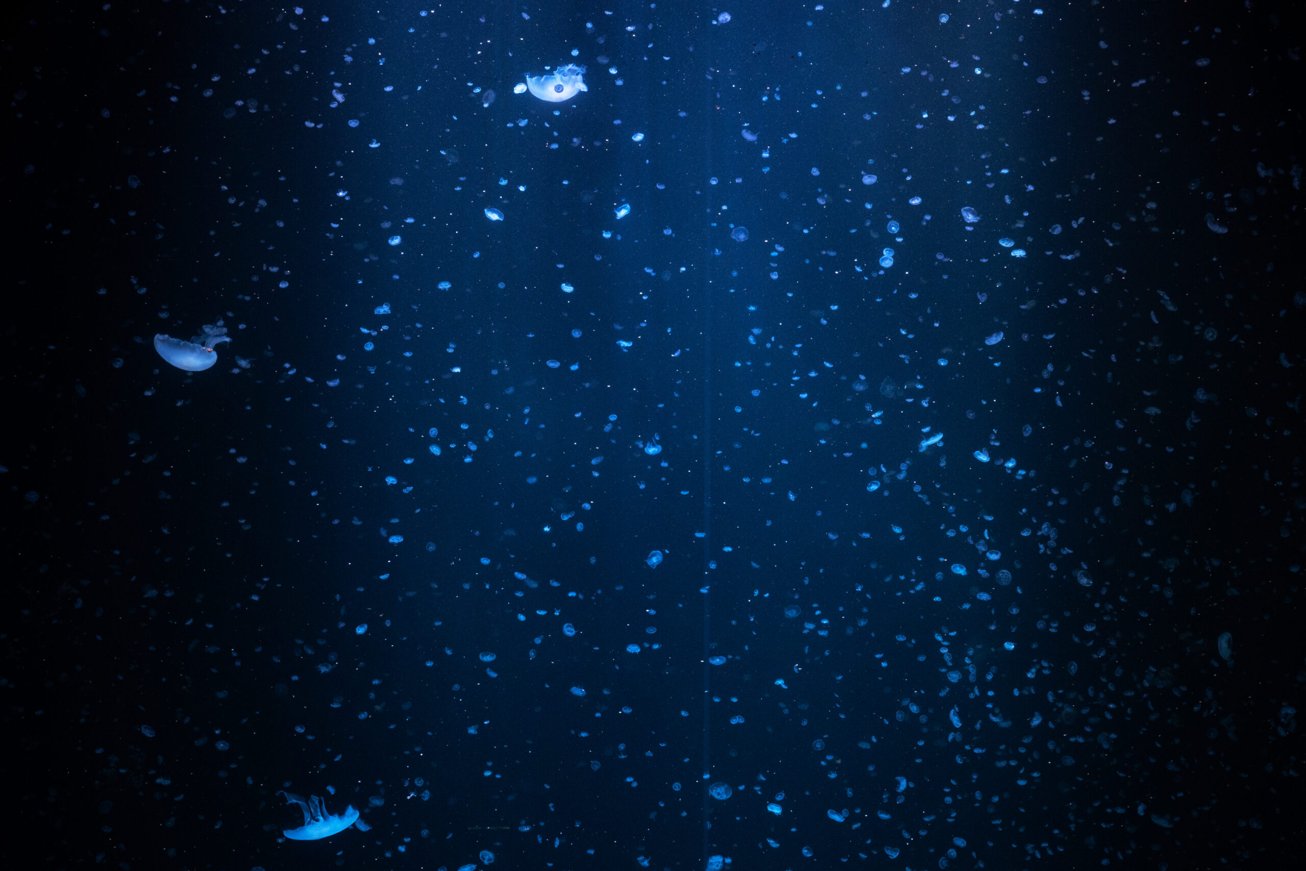 大小さまざまなミズクラゲが泳ぐ「クラゲドリームシアター」